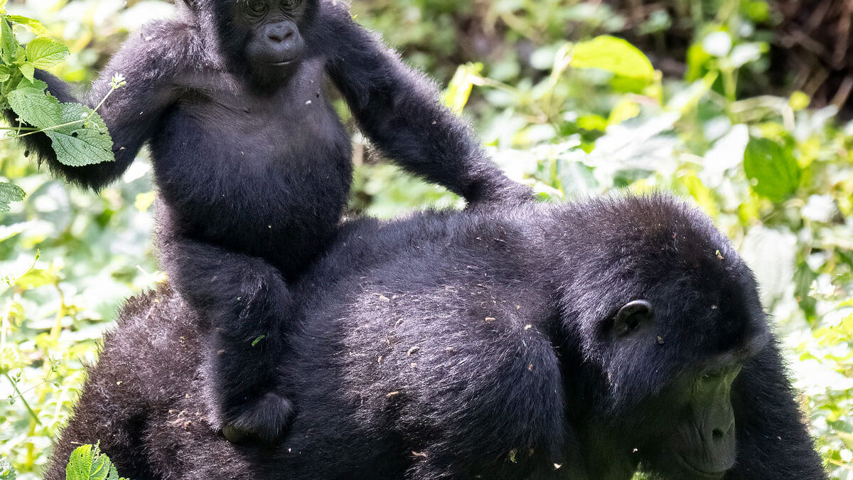 Top 10 animals in bwindi