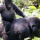 Top 10 animals in bwindi