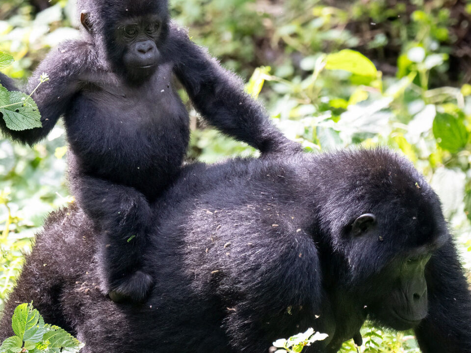 Top 10 animals in bwindi