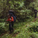 Hiking Ivy River Trail
