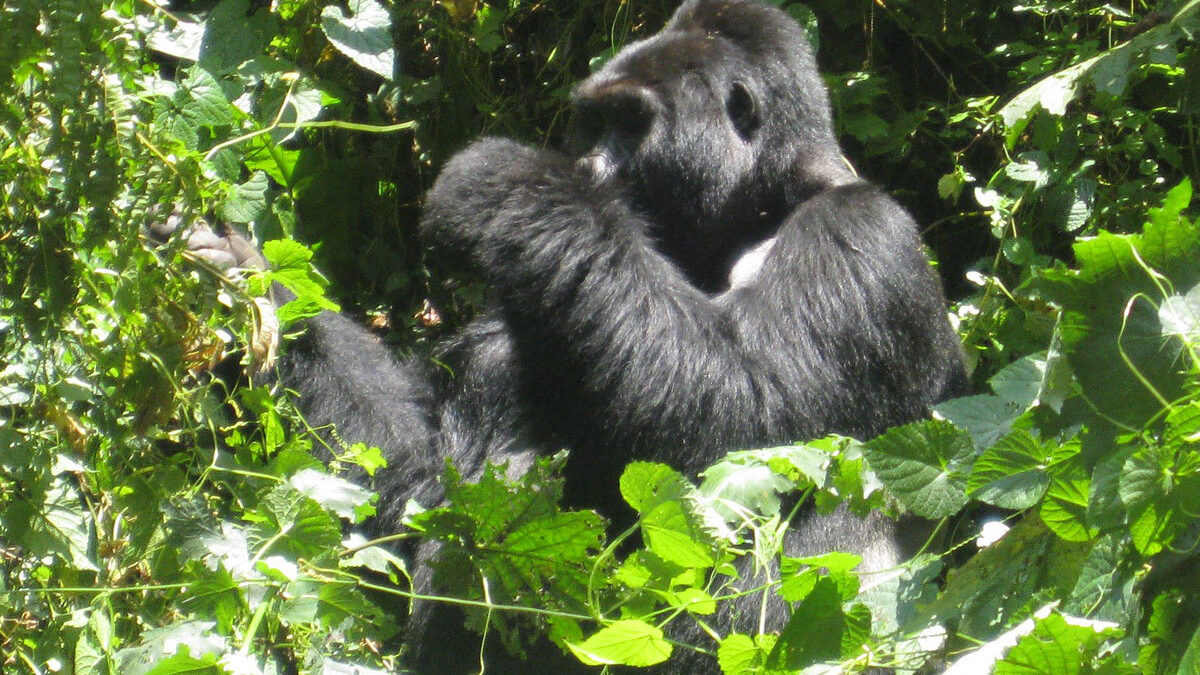 History of bwindi