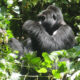 History of bwindi