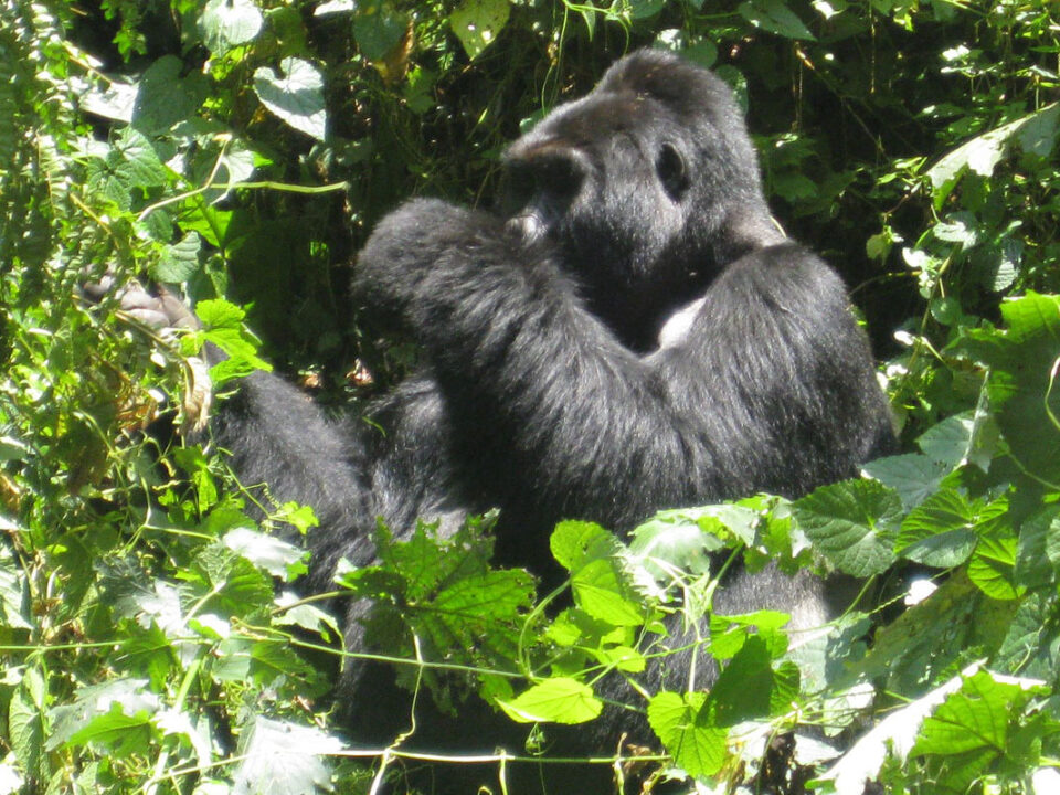 History of bwindi