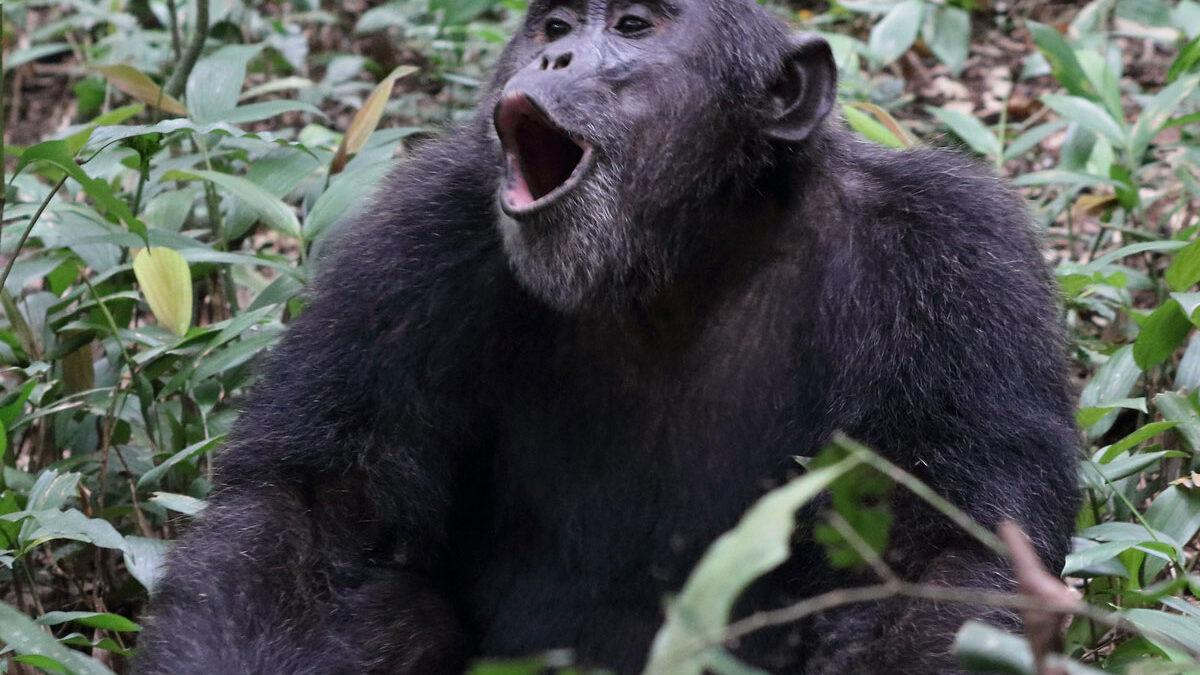 kibale gorillas