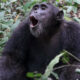 kibale gorillas