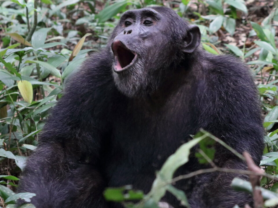 kibale gorillas