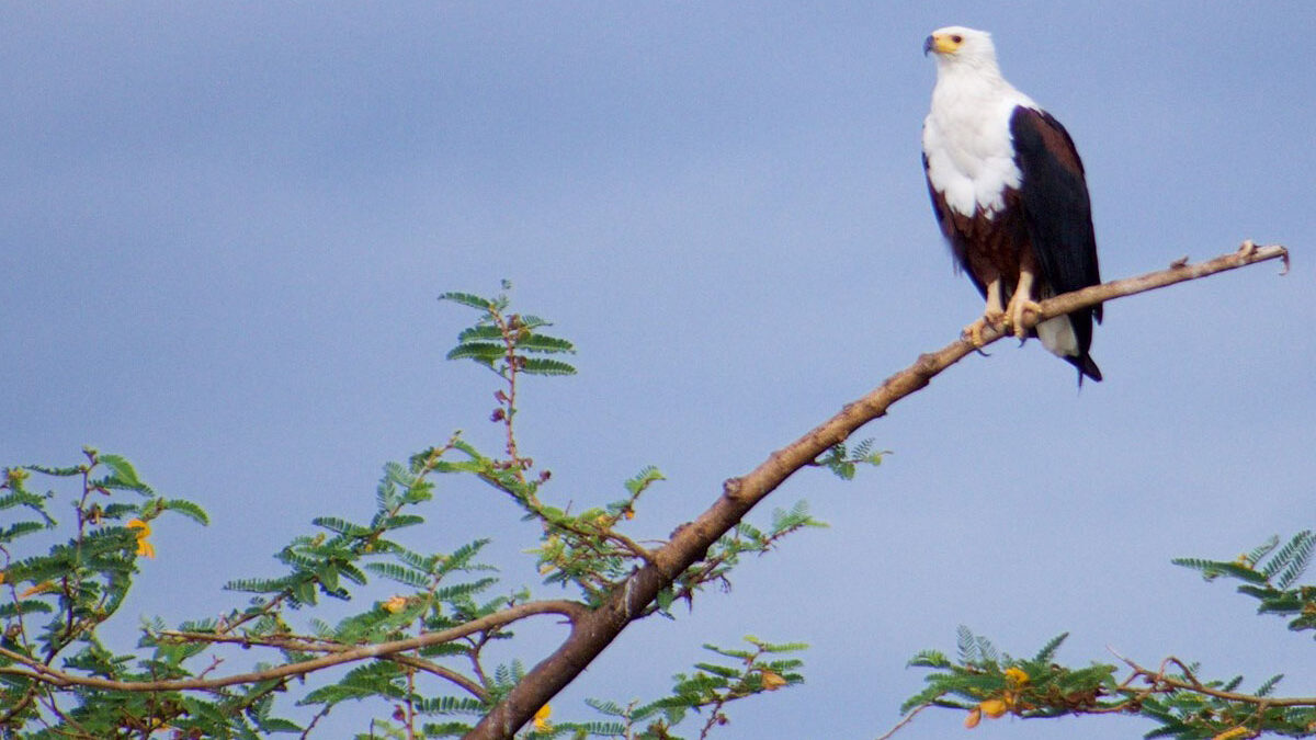 Experiencing western uganda