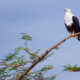 Experiencing western uganda
