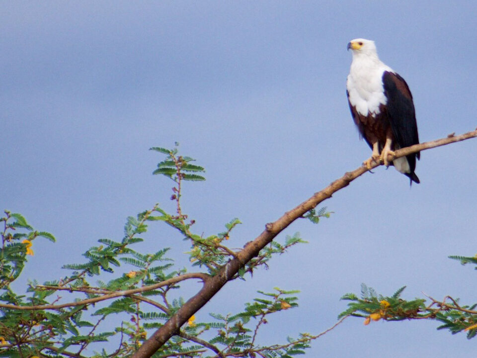 Experiencing western uganda
