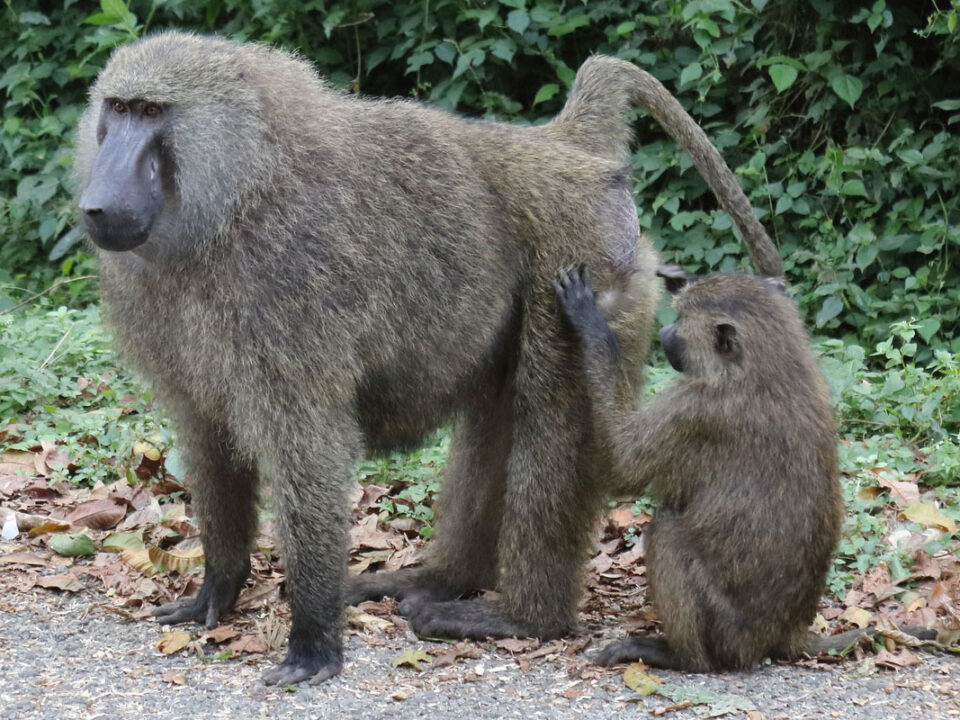 Top things to do in KIbale