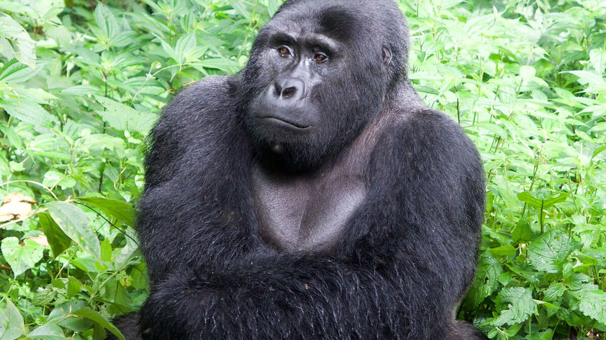Gorilla trekking Bwindi