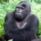 Gorilla trekking Bwindi