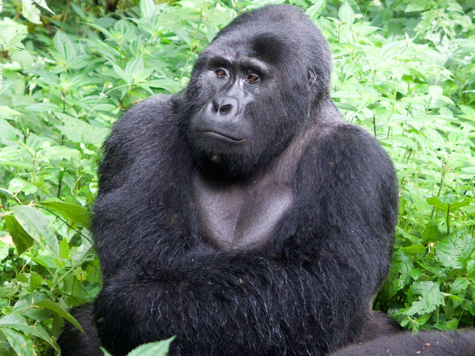 Gorilla trekking Bwindi