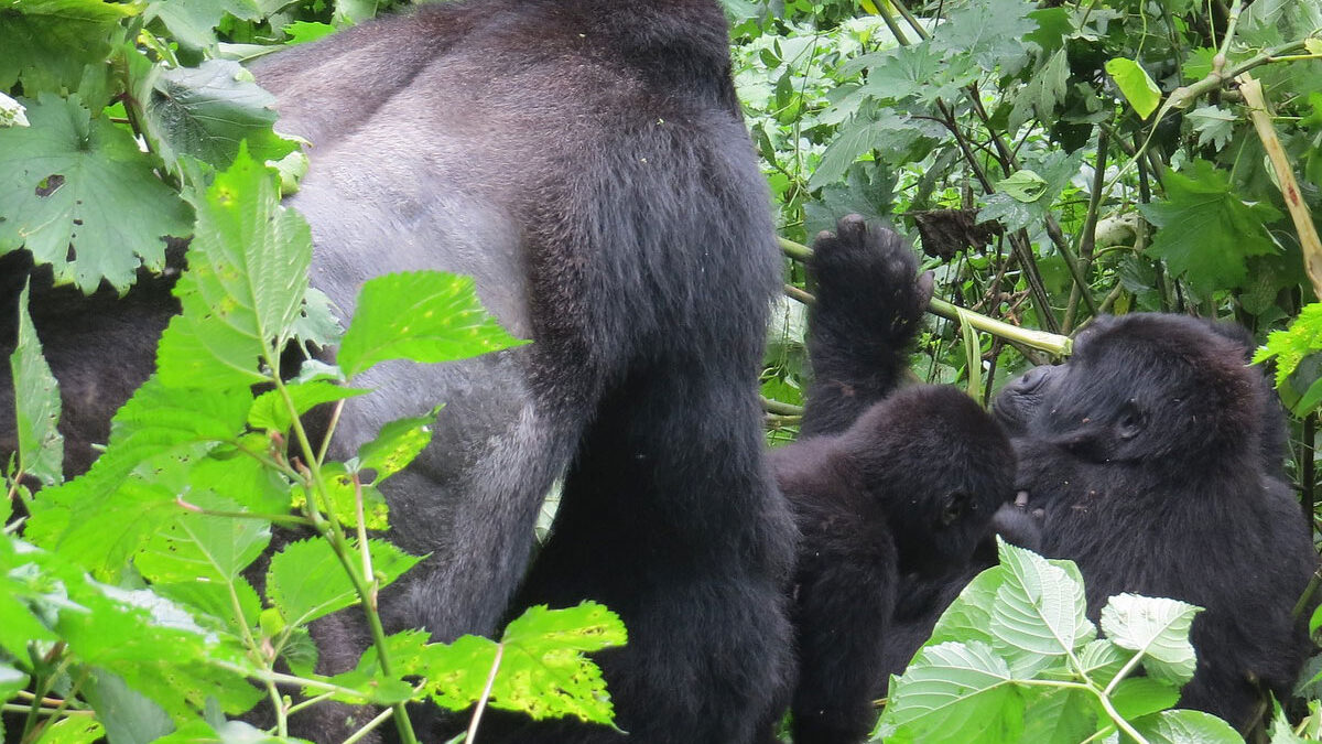 Gorilla conservation