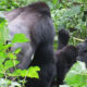 Gorilla conservation