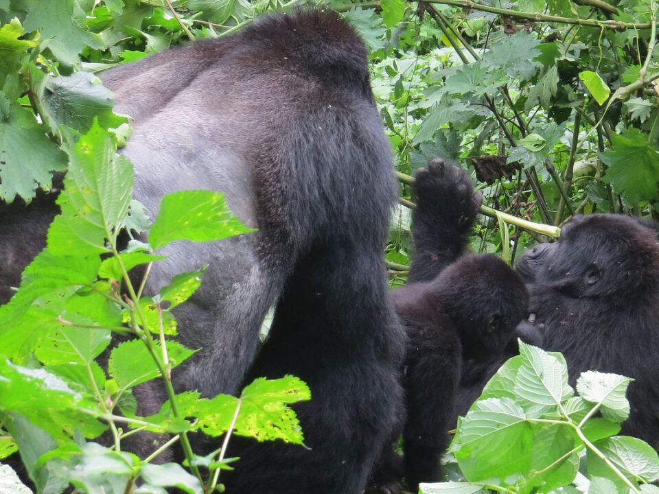 Gorilla conservation