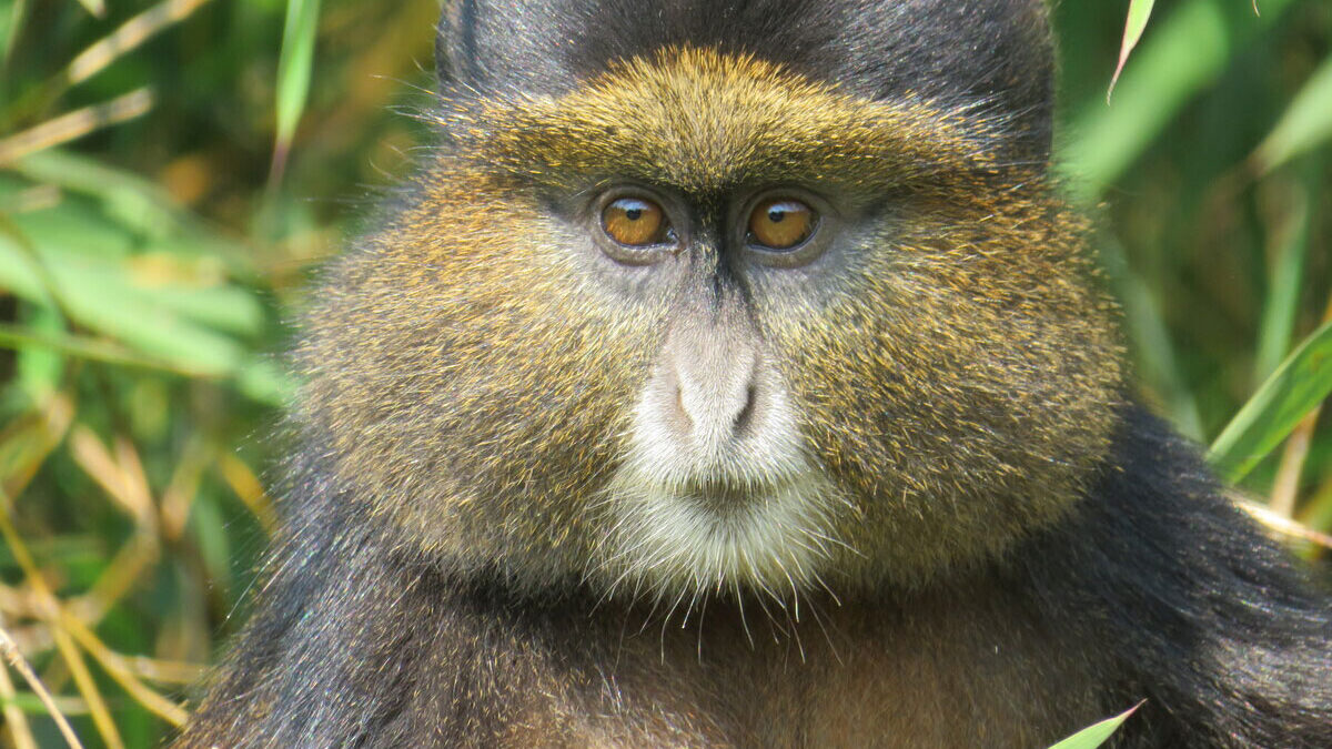Golden monkey trekking Rwanda
