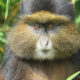 Golden monkey trekking Rwanda