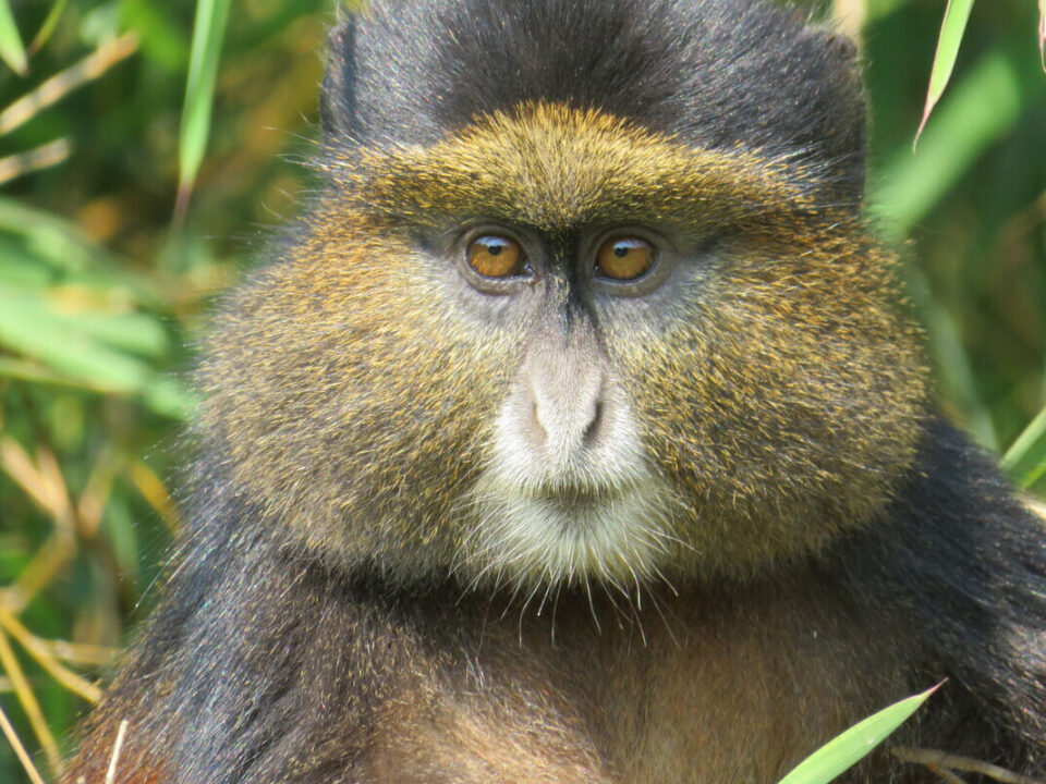 Golden monkey trekking Rwanda