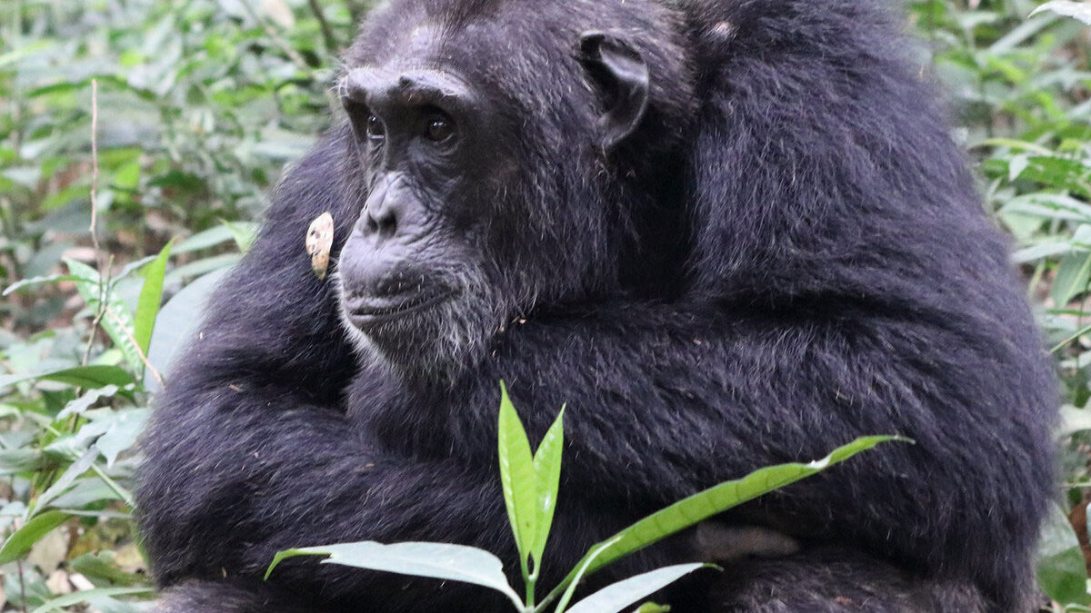 chimpanzee in kibale
