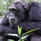 chimpanzee in kibale