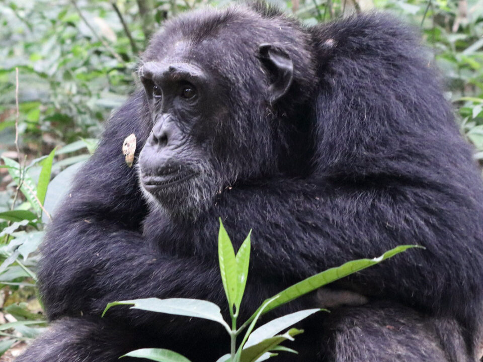 chimpanzee in kibale