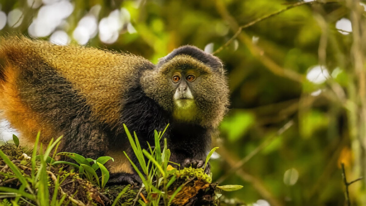 golden monkey in rwanda