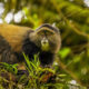golden monkey in rwanda
