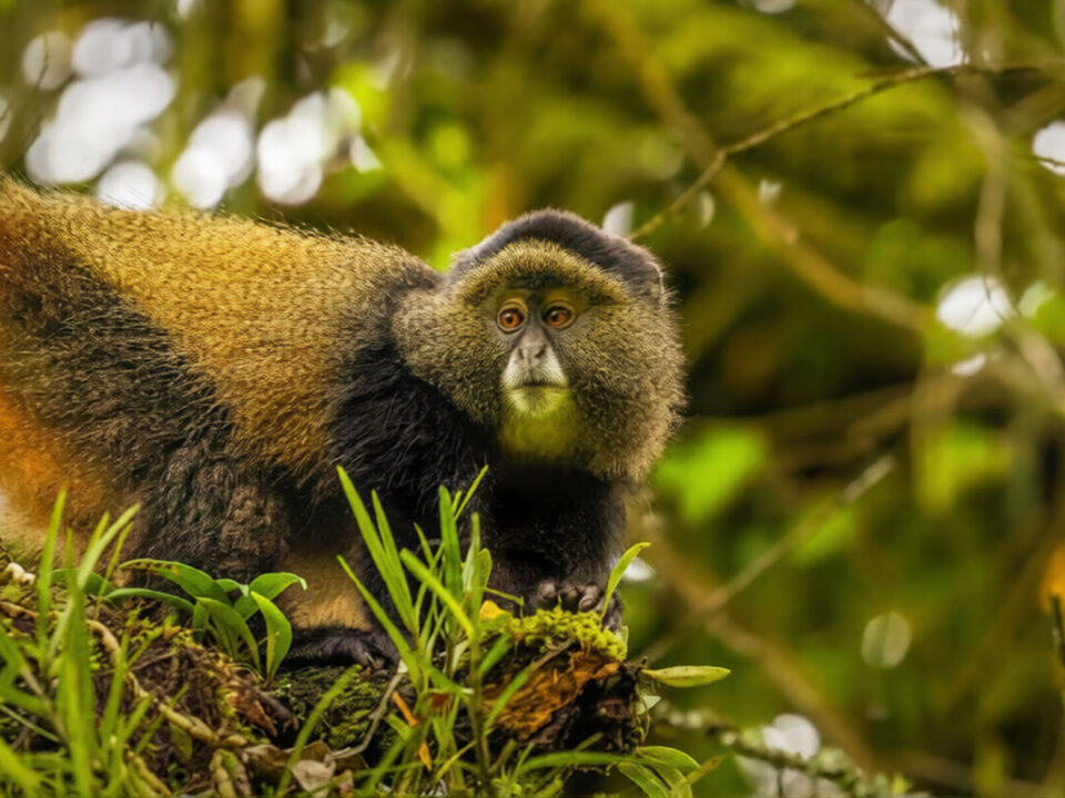 golden monkey in rwanda