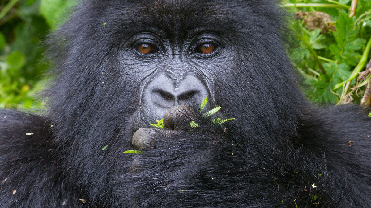 Rwanda Volcanoes
