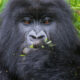 Rwanda Volcanoes