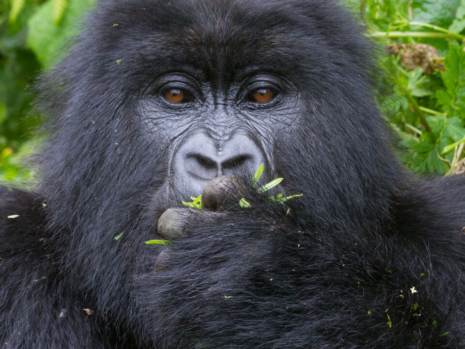 Rwanda Volcanoes