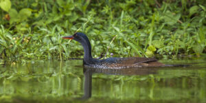 african finfoot lak e mburo uganda