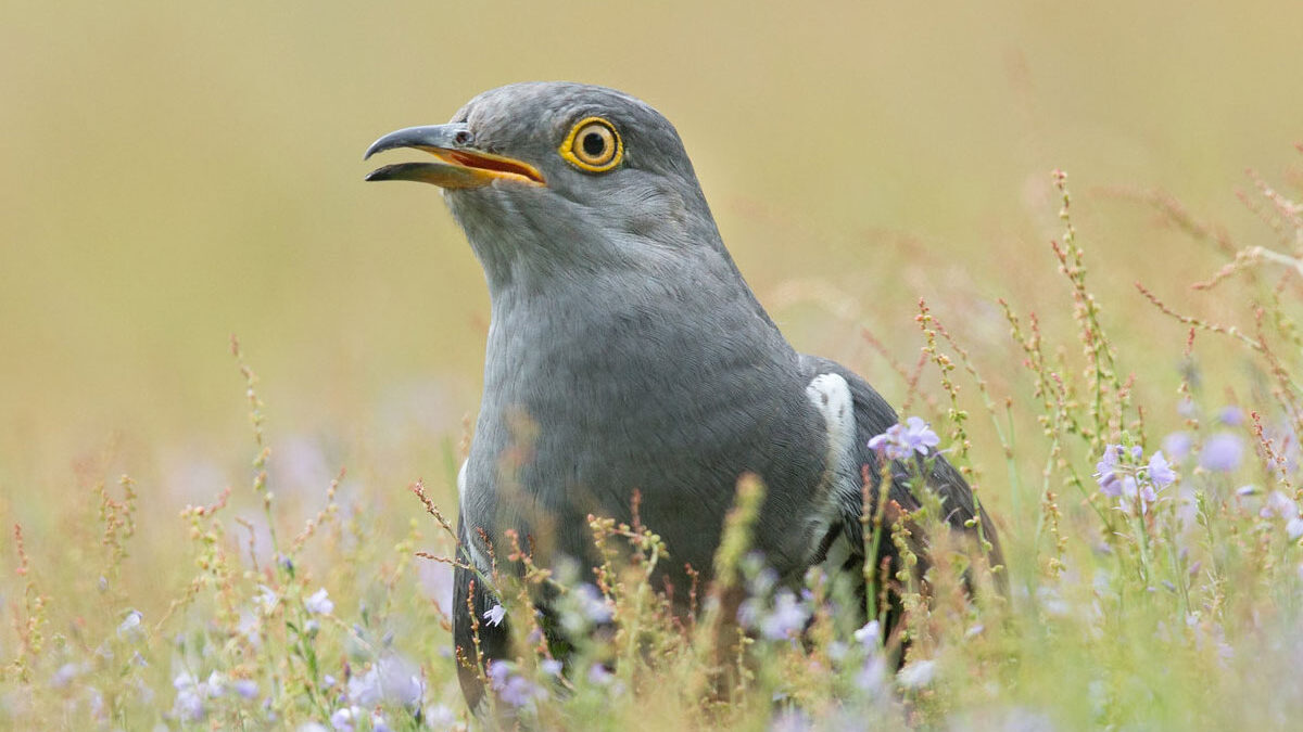 Lake Mburo birds